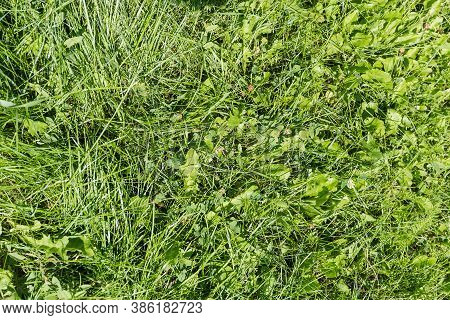 Background Of The Fragment Of Lawn Covered  With Various Undersized Grass, Top View, Texture