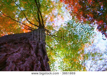 Torenhoge Tree
