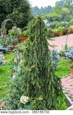 Closeup Of Dwarf Spruce (picea Abies) Cultivar 'inversa' In Garden Landscape - Ornamental Evergreen 