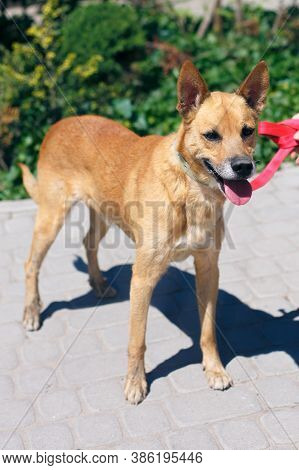 Adorable Happy Brown Dog Portrait In Sunny Street, Homeless Doggy On A Walk