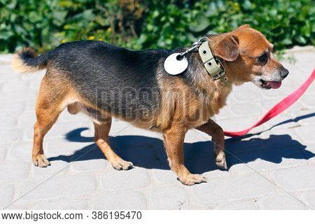 Volunteer Walking With Stray Little Dog In Shelter, Adoption Concept