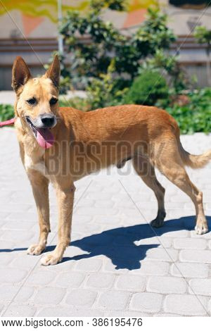 Adorable Happy Brown Dog Portrait In Sunny Street, Homeless Doggy On A Walk