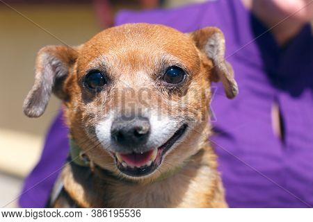 Adorable Happy Brown Dog Portrait In Sunny Street, Homeless Doggy On A Walk
