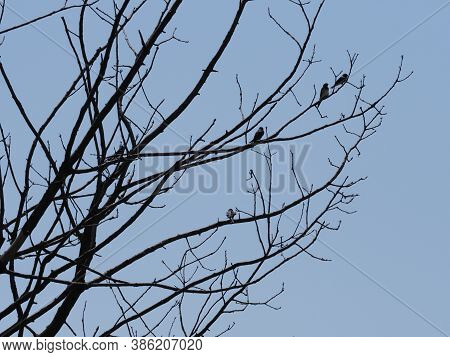 Four Swallows Sit On Tree In European Goczalkowice Town At Silesian District In Poland, Clear Blue S