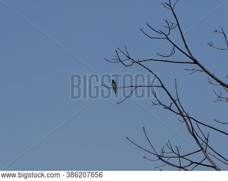 One Swallow Sits On Tree In European Goczalkowice Town At Silesian District In Poland, Clear Blue Sk