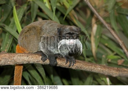 Emperor Tamarin Saguinus Imperator Subgrisescens On A Branch Against Green Foliage
