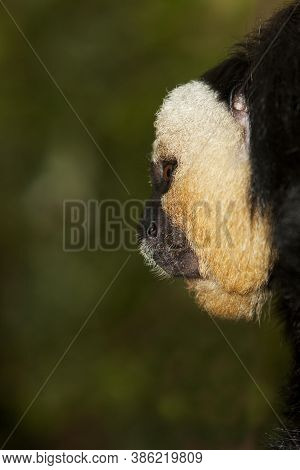Head Of White Headed Male Saki Pithecia Pithecia
