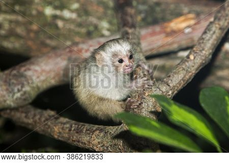 Baby Silvery Marmoset Mico Argentatus On A Branch