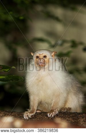 Silvery Marmoset Mico Argentatus Adult On Branch