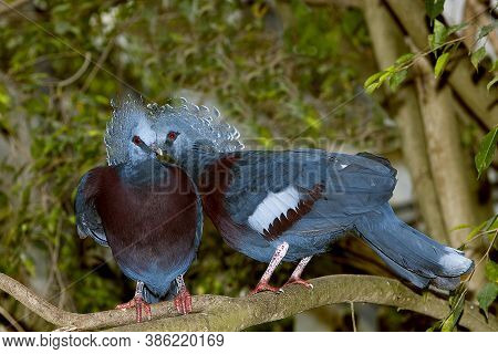 Goura Victoria Goura Victoria, Adults On Branch