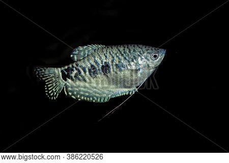 Blue Gourami Trichogaster Trichopterus Against Black Background