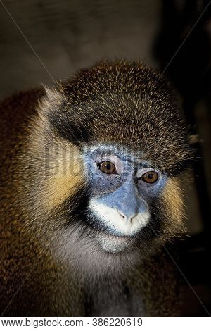 Head Close-up Of Moustached Monkey Or Mustached Monkey Cercopithecus Cephus