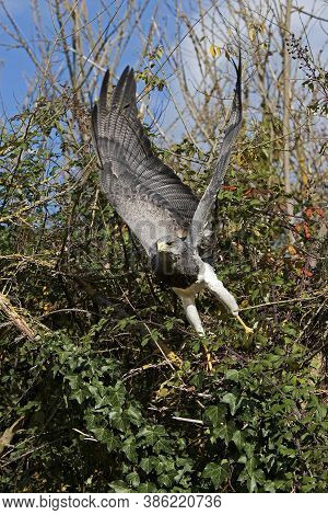 Black-chested Buzzard-eagle Geranoaetus Melanoleucus Taking Flight From Bush