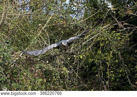 Black-chested Buzzard-eagle Geranoaetus Melanoleucus, In Flight Against Green Foliage