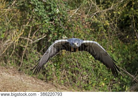 Black-chested Buzzard-eagle Geranoaetus Melanoleucus, In Flight Against Green Foliage
