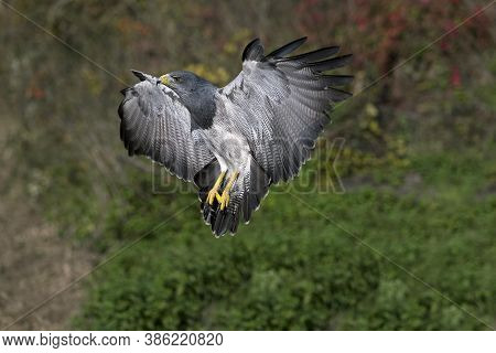 Black-chested Buzzard-eagle Geranoaetus Melanoleucus, In Flight, Landing