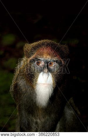 Female De Brazza's Monkey Cercopithecus Neglectus On  Black Background