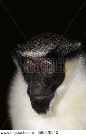 Diana Monkey Cercopithecus Diana, Head Of Adult