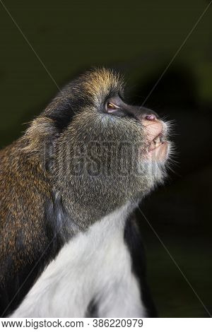 Head Close-up Of Campbell's Monkey Cercopithecus Campbelli Looking Up