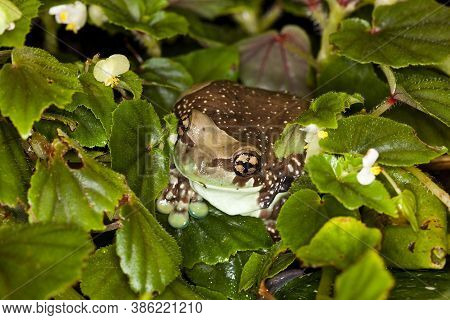 Amazon Milk Frog, Phrynohyas Resinifictrix, Adult Standing On Leaves