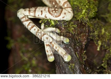 Amazon Milk Frog, Phrynohyas Resinifictrix, Adult, Close-up Of Leg