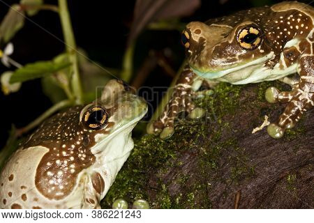 Amazon Milk Frog, Phrynohyas Resinifictrix, Adults Standing On Stone