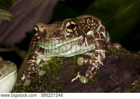 Amazon Milk Frog, Phrynohyas Resinifictrix, Adult On Moss