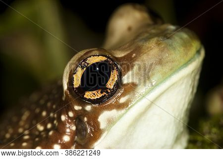 Amazon Milk Frog, Phrynohyas Resinifictrix, Adult, Close-up Of Eye