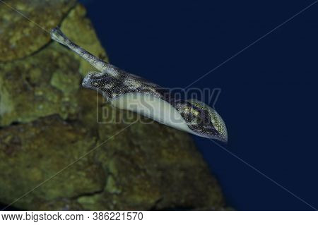 Stingray, Urolophus Jamaicensis, Adult Swimming In Ocean