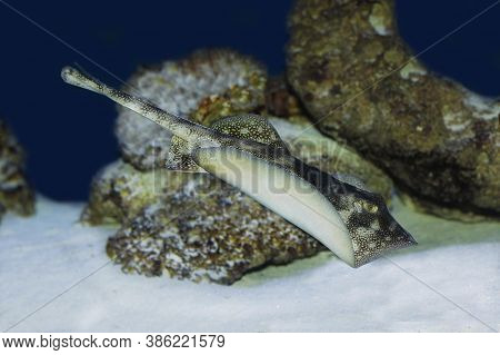 Stingray, Urolophus Jamaicensis, Adult Swimming In Ocean