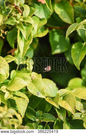 Spider In A Web Ready To Catch Insects With Detail Of Cobweb In Morning Light
