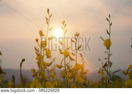Sunn Hemp Or Chanvre Indien, Legume Yellow Flowers That Bloom In A Farmer's Field In The Evening At 