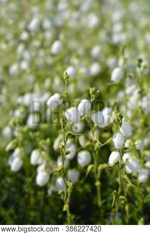 St Dabeocs Heath White Flowers - Latin Name - Daboecia Cantabrica Alba