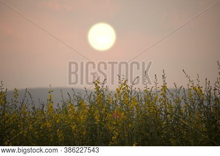 Sunn Hemp Or Chanvre Indien, Legume Yellow Flowers That Bloom In A Farmer's Field In The Evening At 