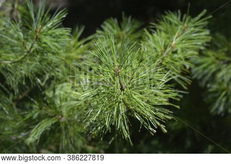 Armand Pine Branch - Latin Name - Pinus Armandii