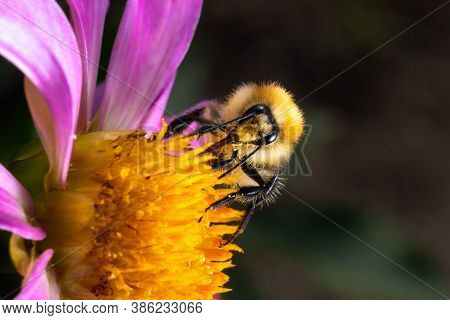 Yellow, Fluffy Bumblebee Collecting Pollen From Honey Flower. Single Flying Bee Like Insect. Bee Fri