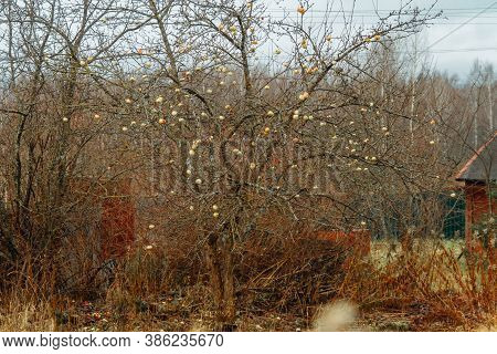 The Deserted Garden. Apples From The Apple Tree Have Not Fallen, Apples Hang On The Branches In Late