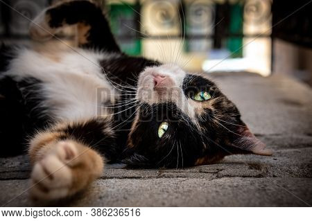 Street Cat Stretching Out Spotted In Chania, Greece