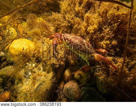 A Closeup Picture Of A Crab In A Beautiful Marine Environment. Picture From Oresund, Malmo In Southe