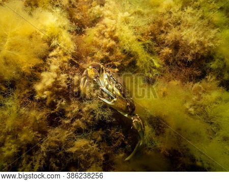 A Closeup Picture Of A Crab Underwater. Picture From Oresund, Malmo In Southern Sweden.