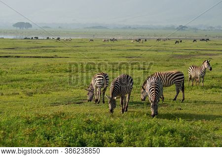 Group Of Zebras Equus Quagga Are Grazin On The Vast Grassy Plains Of The Ngorongoro Crater Conservat