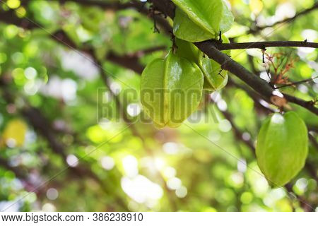 Fresh Green Carambola On Tree. Tropical Organic Fruit That Is Sour And Sweet, High In Vitamin C. Agr