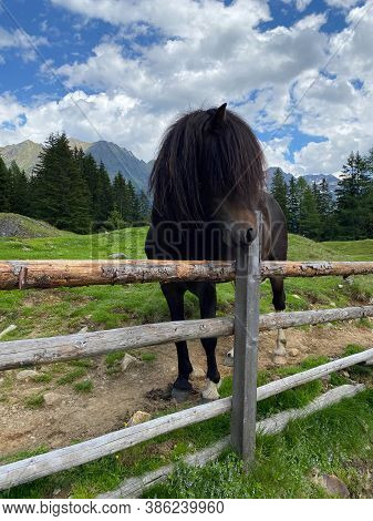 The Horse On The Pasture, Duisitzkarsee Lake, Austria.the Duisitzkarsee Is Probably One Of The Most 