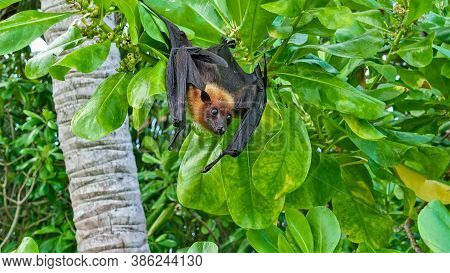 A Bat Hangs Upside Down In A Tree. Around The Green Leaves Of A Tropical Tree. Paws With Claws And M