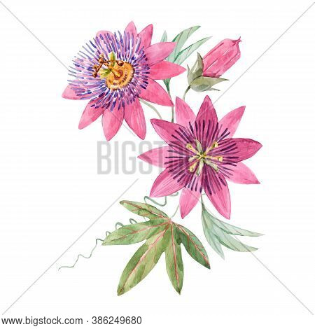 Beautiful Vector Image With Watercolor Summer Pink Passionflower Painting. Stock Illustration.