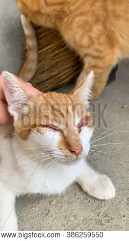 Feline Herpesvirus Conjunctivitis A Form Of Primary Conjunctivitis Caused By The Highly Infectious F