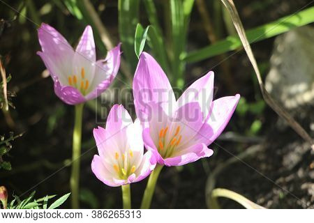 Crocus Flowers In The Early Sping. First Blooming Spring Blossoms