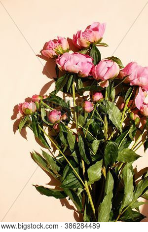 Fluffy Bouquet Of Pink Peonies Flowers In Sunlight On Pink Pastel Color, Top View