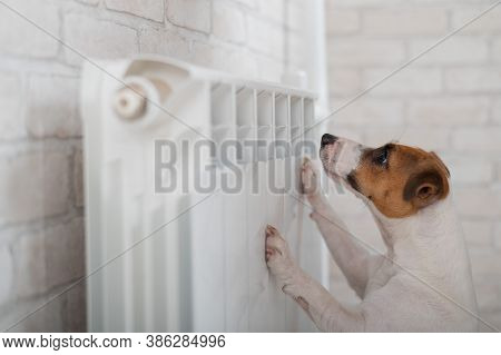 Dog Jack Russell Terrier Has Put Its Paws On The Radiator And Is Warming Up
