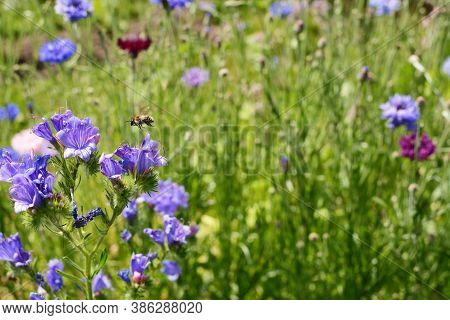 Shrill Carder Bee Flying Above Viper's Bugloss Flowers - Copy Space On Cornflowers In The Background